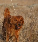 Roxy girl.JPG Roxy girl.JPG