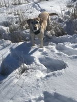 CD05597D-A24B-40E2-97B1-37DE884CA7B9.jpeg CD05597D-A24B-40E2-97B1-37DE884CA7B9.jpeg