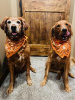 IMG_20240816_155702.jpg IMG_20240816_155702.jpg