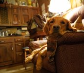 Roxygirl.JPG Roxygirl.JPG