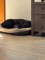 Sleepy Mack.jpg Sleepy Mack.jpg