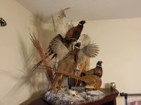 birds left.jpg birds left.jpg