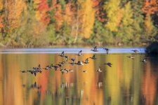 Bluewings_IMG_9416.JPG Bluewings_IMG_9416.JPG