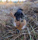 running_rooster.jpg running_rooster.jpg