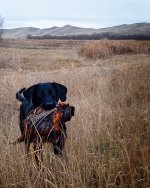 Nov21Rooster1.jpg Nov21Rooster1.jpg