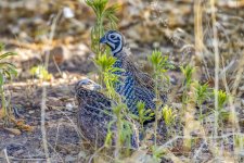 Mearns_Quail_CR5_1981-Edit-Edit-Edit.JPG Mearns_Quail_CR5_1981-Edit-Edit-Edit.JPG