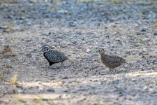 Mearns_Quail_CR5_3199-Edit-Edit.JPG Mearns_Quail_CR5_3199-Edit-Edit.JPG
