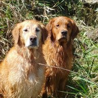 duck_creek_goldens