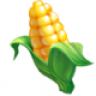 Cornhusker