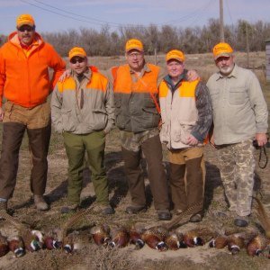 Turkey Creek Kennels - Indiana - American Brittany's