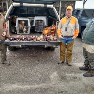 Turkey Creek Kennels - Indiana - American Brittany's
