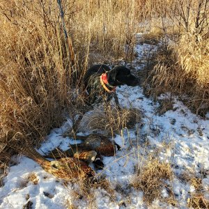 11-20 birds with Gus.jpg