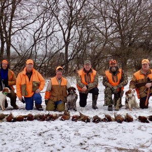 1-12-18 Turkey Creek Kennels - Indiana _America Brittany's Guided Hunt Results.jpg