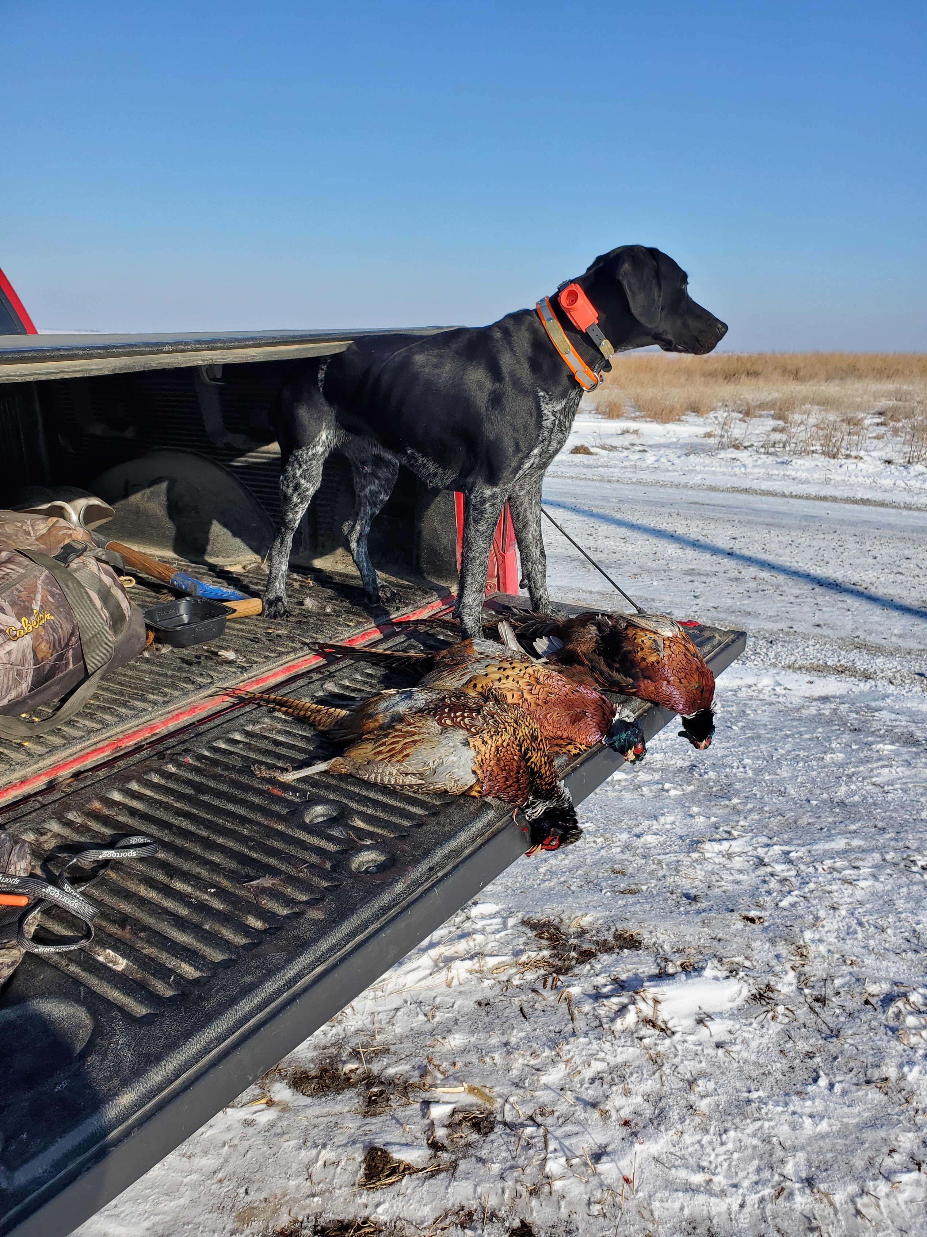 1.8 birds with Gus.jpg