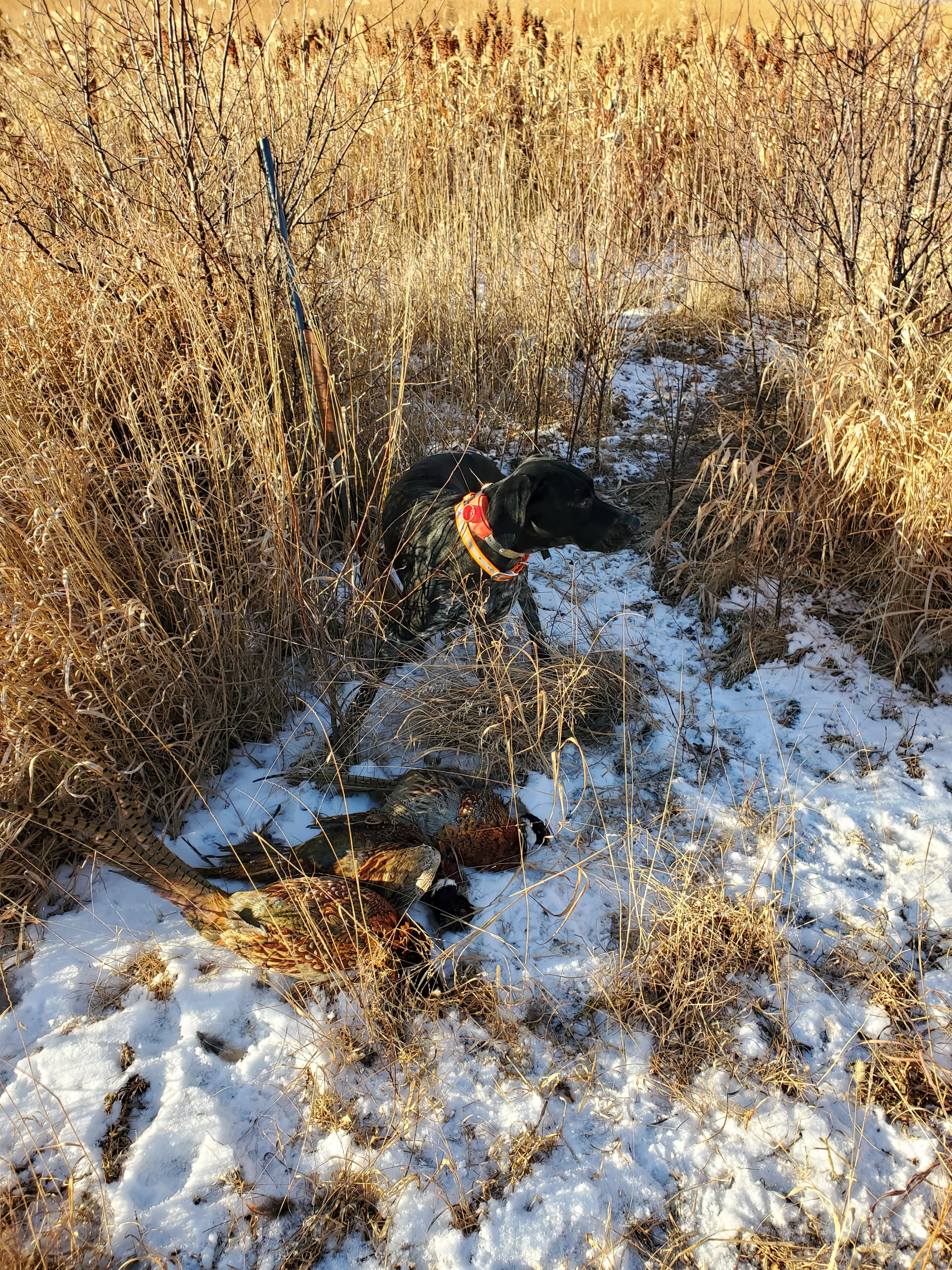 11-20 birds with Gus.jpg