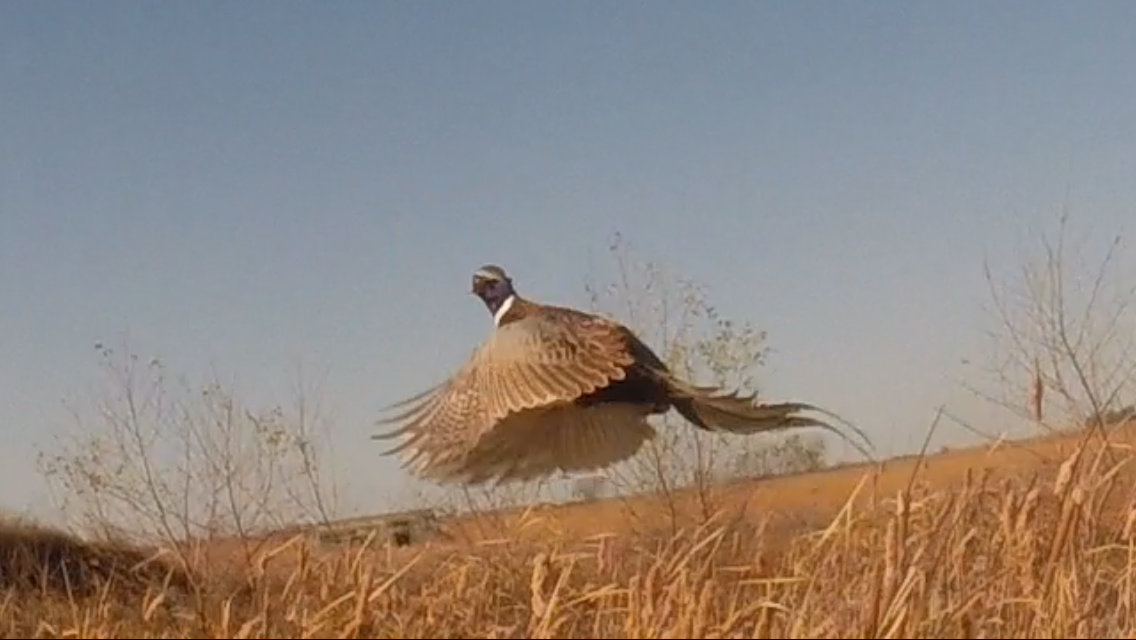 1136x640.png.de46e57f9b414054924454740ccbef3b