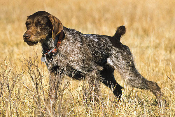 www.gundogmag.com