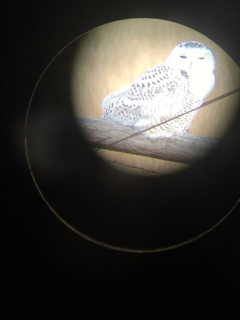 snowyowl2.jpg