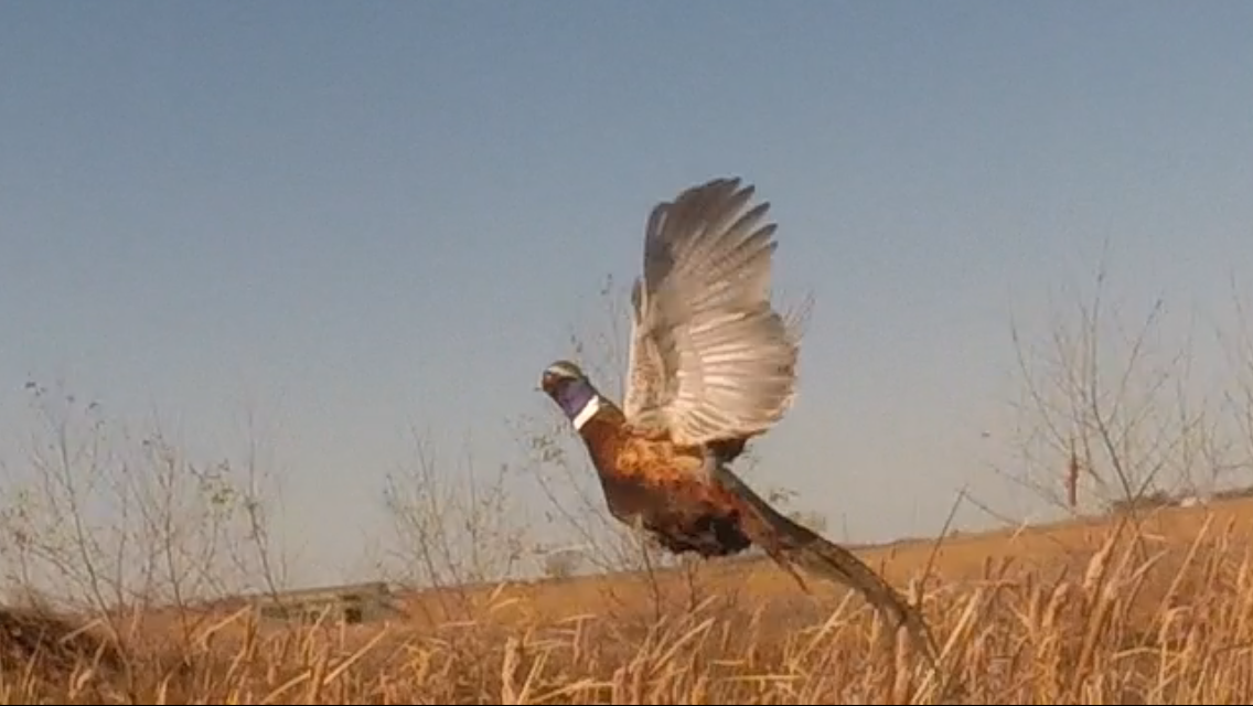 1136x640.png.0629196d1d5c435b93f657b4166e75bd